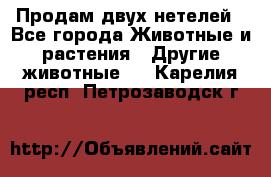 Продам двух нетелей - Все города Животные и растения » Другие животные   . Карелия респ.,Петрозаводск г.